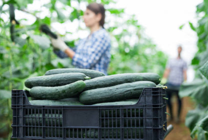 English Cucumber (vegetable)