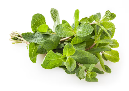 Spearmint (Herb)